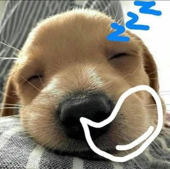 Ảnh meme chó buồn ngủ