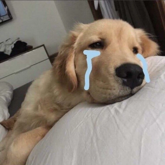 Ảnh meme chó buồn