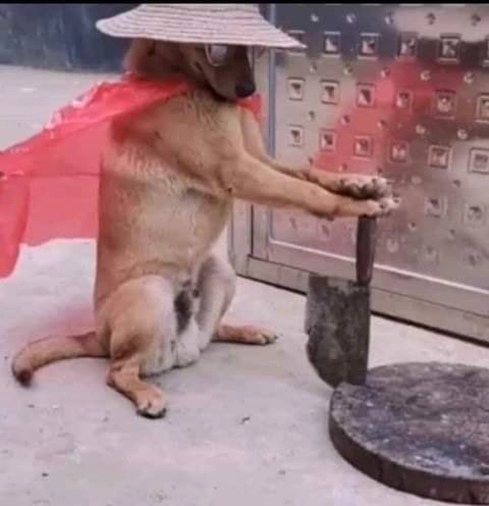 Ảnh meme chó cầm dao bá đạo