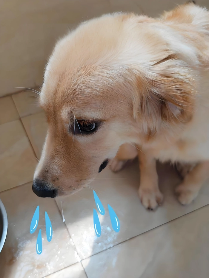 Ảnh meme chó chảy nước miếng bá đạo