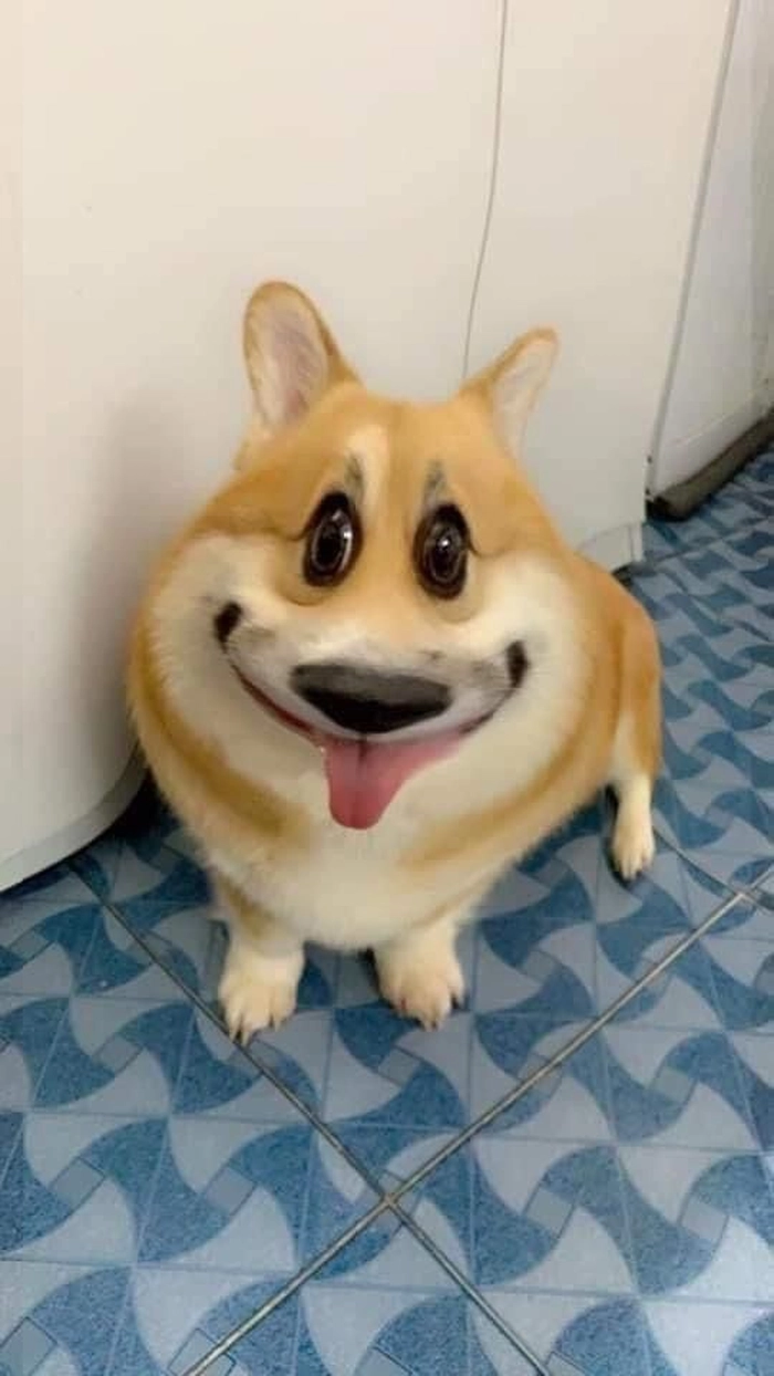 Ảnh meme chó cười đểu hài hước