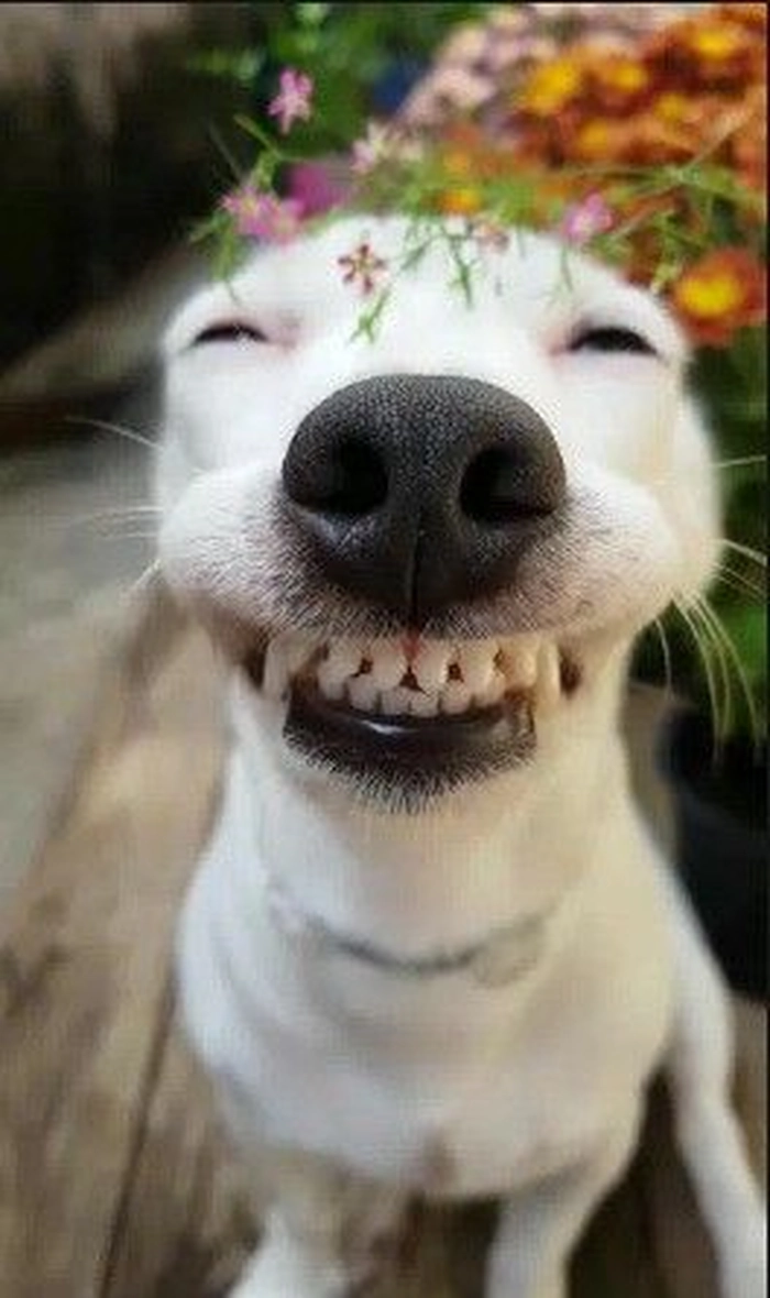 Ảnh meme chó cười nhe răng