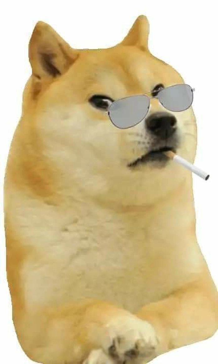 Ảnh meme chó đeo kính đang hot