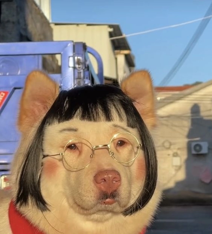 Ảnh meme chó đeo kính đáng yêu