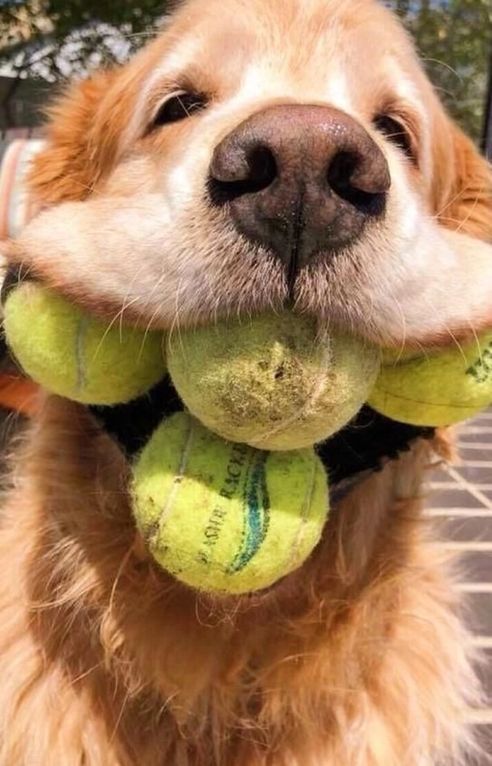 Ảnh meme chó gặm bóng tennis