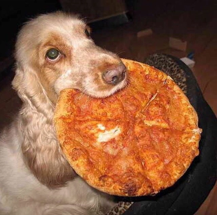 Ảnh meme chó gặm cái pizza to bự