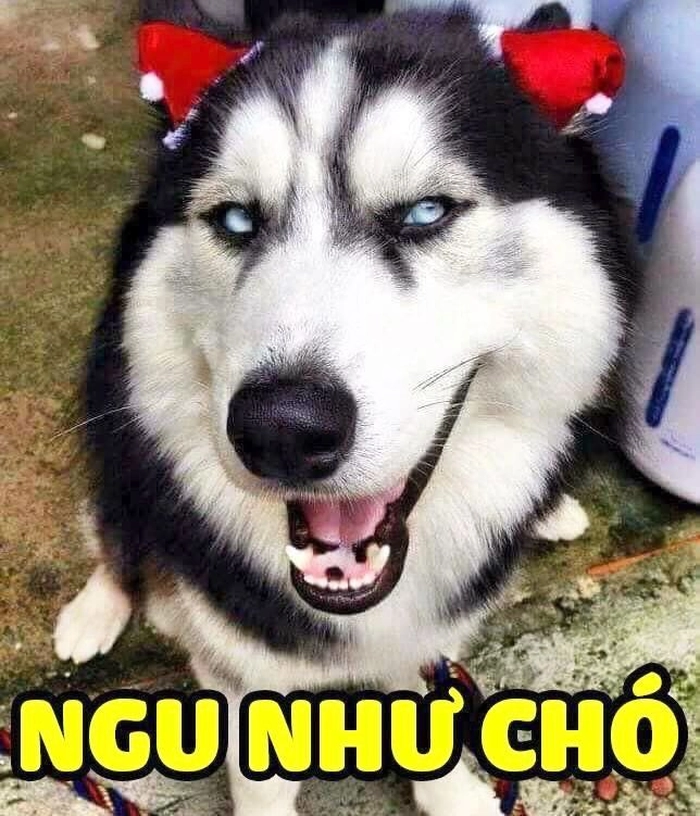 Ảnh meme chó hài chất