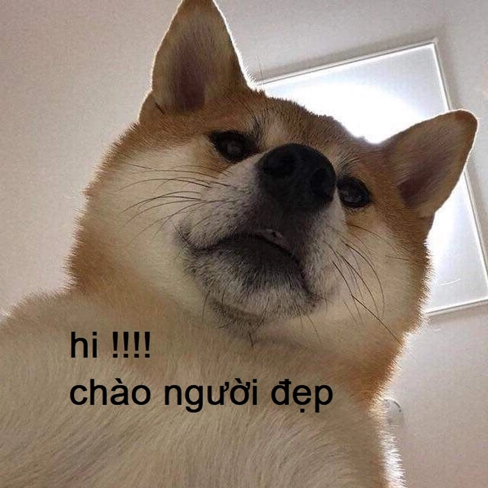 Ảnh meme chó hài cười