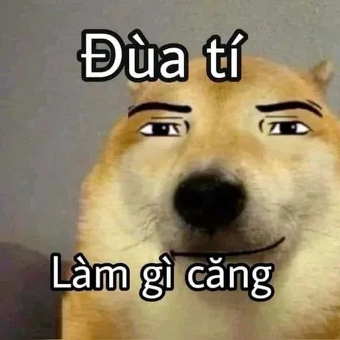 Ảnh meme chó hài độc lạ