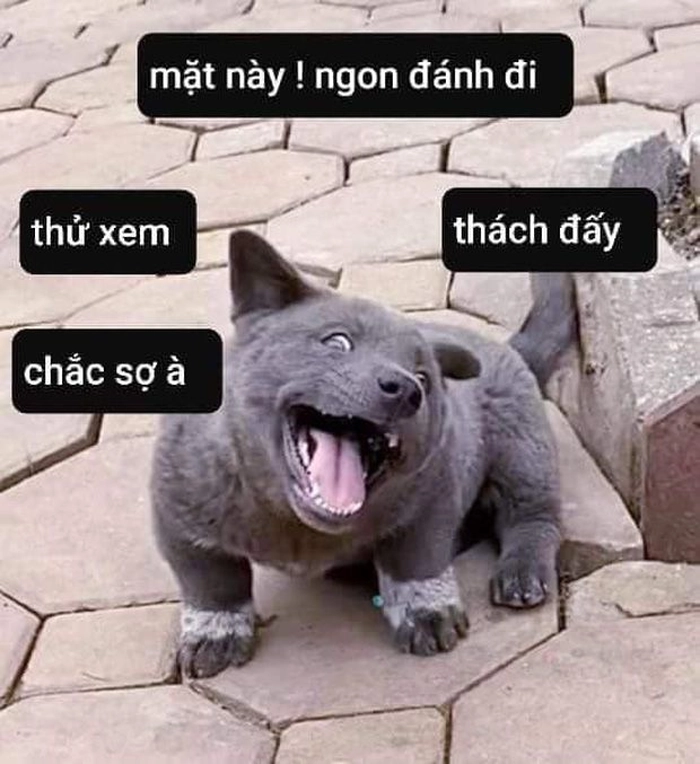 Ảnh meme chó hài nổi bật