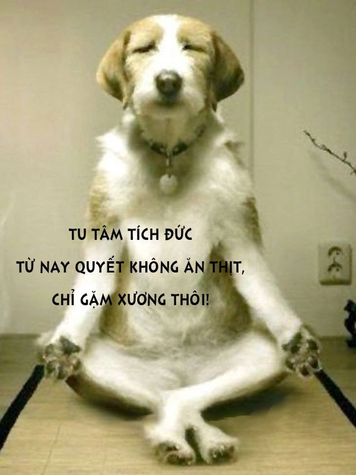 Ảnh meme chó hài troll