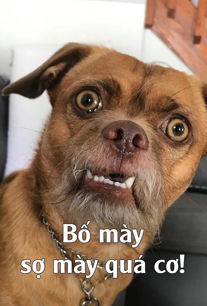 Ảnh meme chó hài