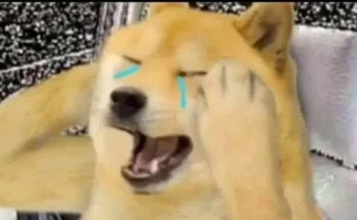 Ảnh meme chó khóc siêu buồn