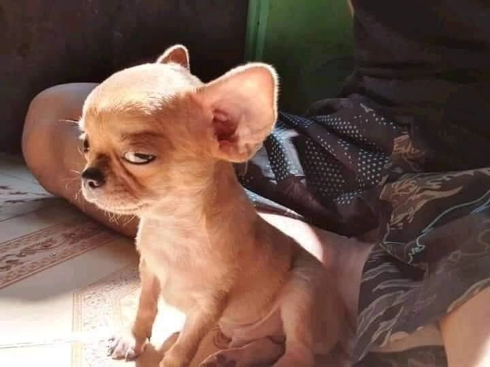 Ảnh meme chó liếc dễ thương