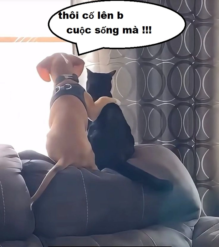 Ảnh meme chó mèo cute