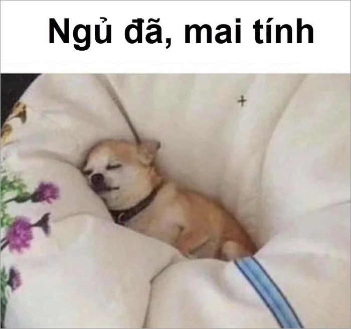 Ảnh meme chó ngủ