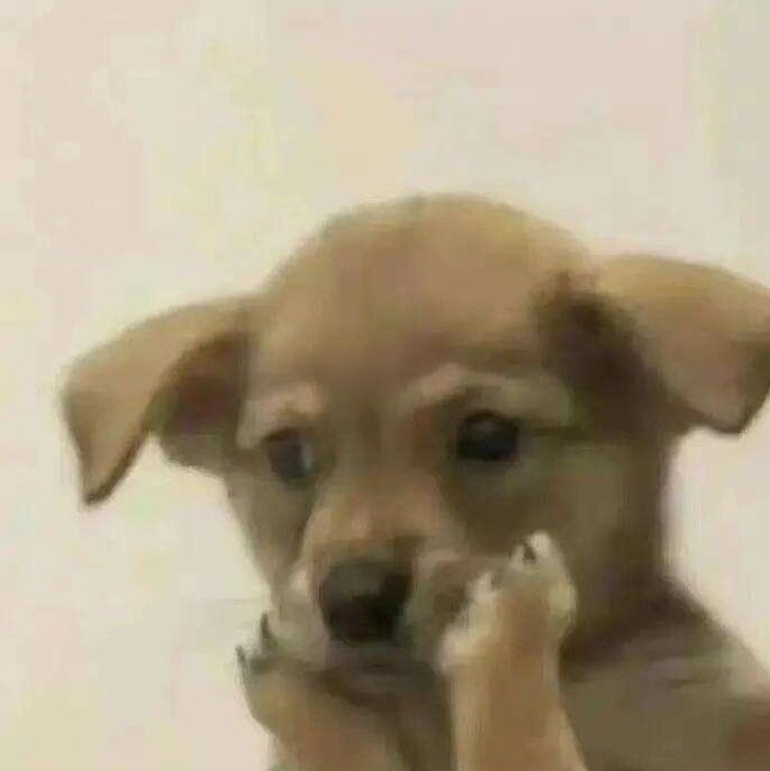Ảnh meme chó ôm đầu