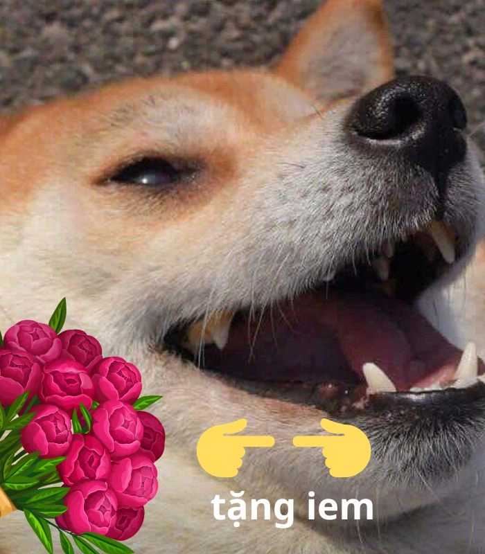 Ảnh meme chó tặng hoa ngộ nghĩnh