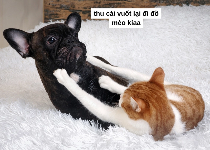 Ảnh meme chó và mèo bá đạo