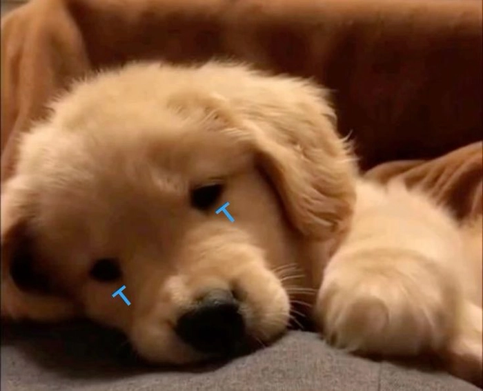 Ảnh meme con chó buồn cute