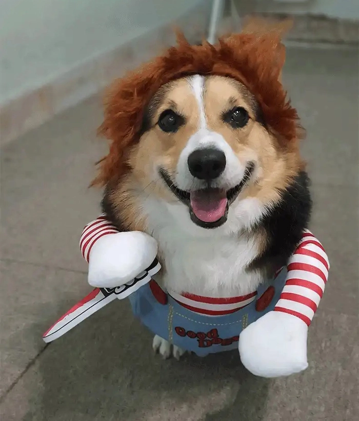 Ảnh meme con chó cầm dao cute