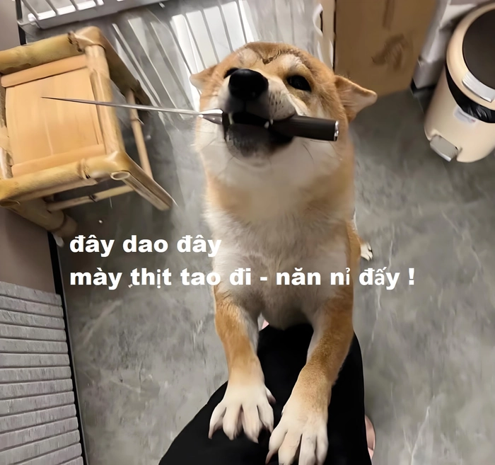 Ảnh meme con chó cầm dao lầy