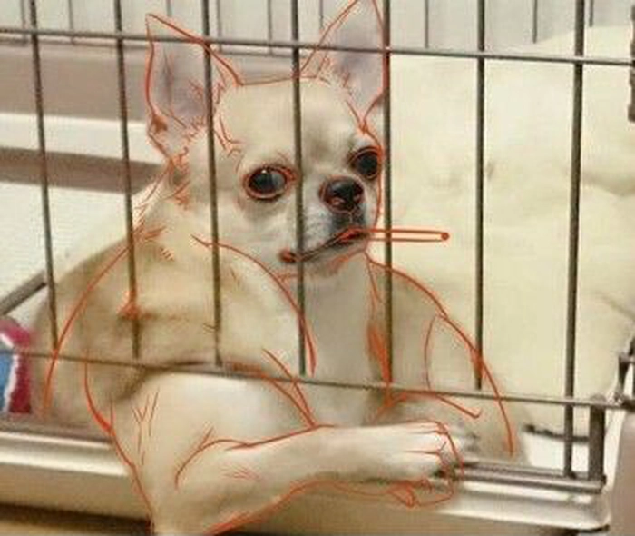 Ảnh meme con chó cơ bắp nổi bật