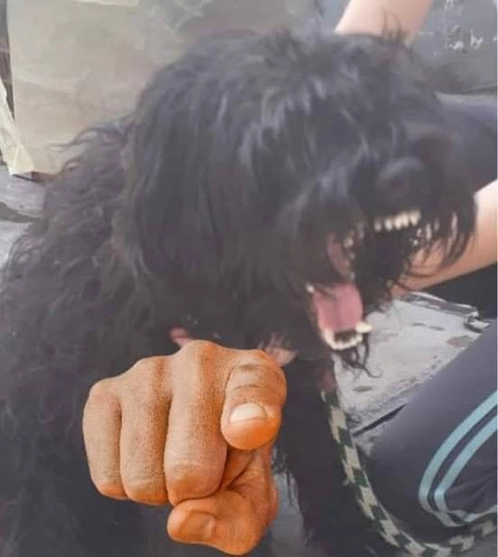 Ảnh meme con chó lông xù chỉ tay