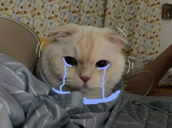 Ảnh meme con mèo buồn khó đỡ