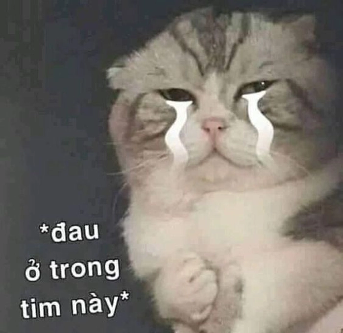 Ảnh meme con mèo buồn troll nhẹ