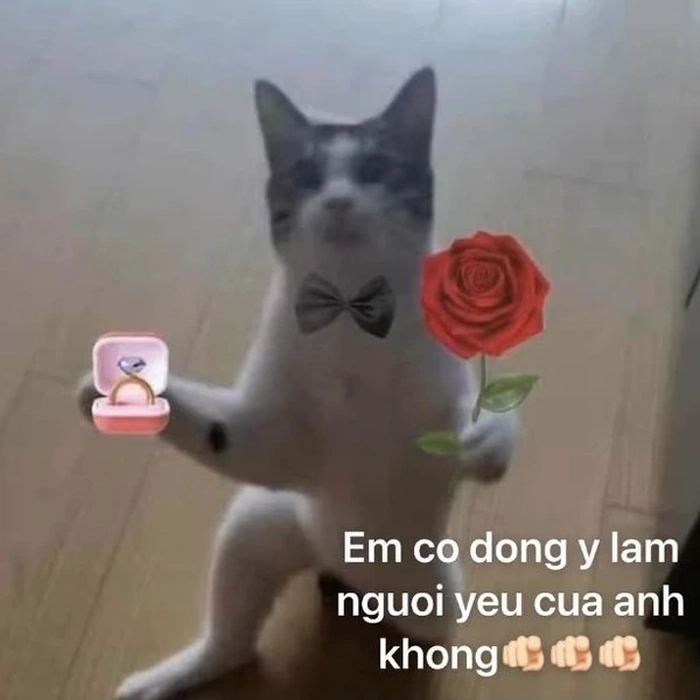 Ảnh meme con mèo cầm hoa