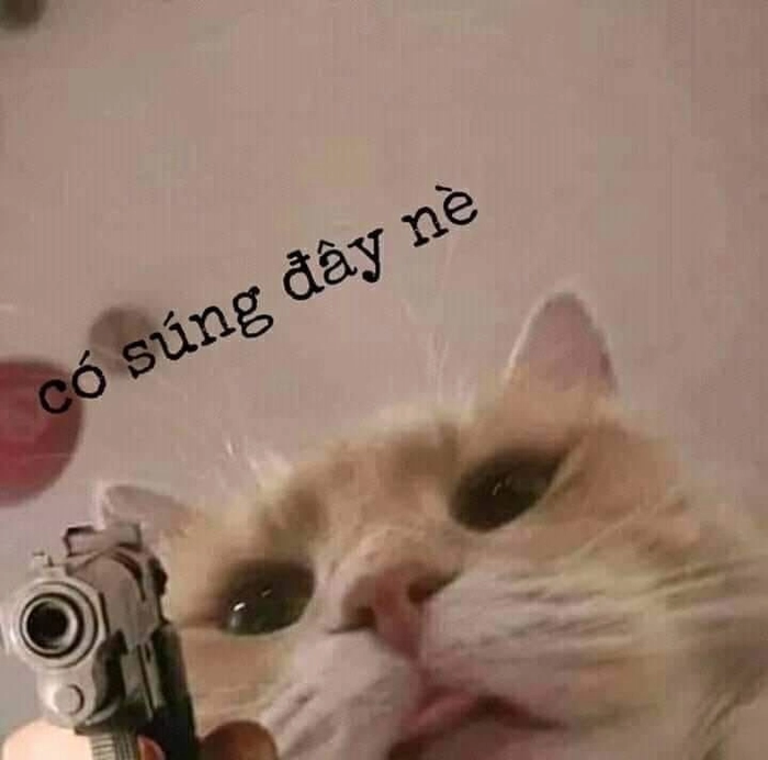 Ảnh meme con mèo cầm súng bá đạo