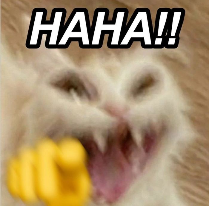 Ảnh meme con mèo chỉ tay