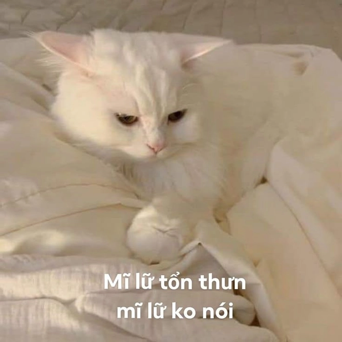 Ảnh meme con mèo dỗi khó chiều