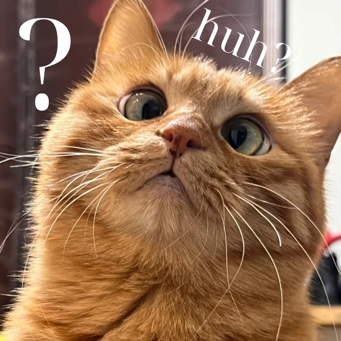 Ảnh meme con mèo hỏi chấm hài