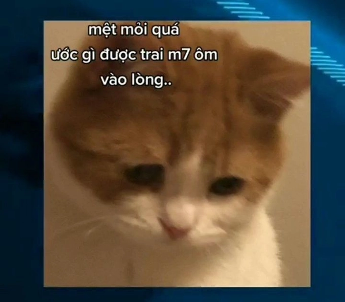 Ảnh meme con mèo mệt mỏi