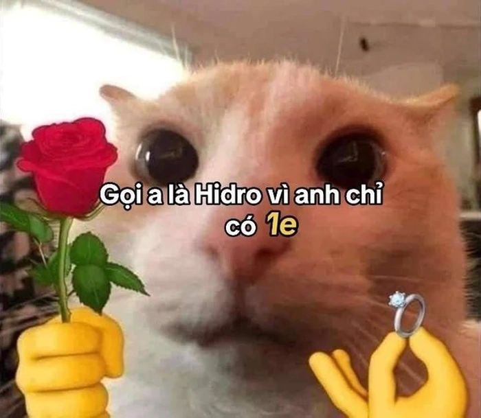 Ảnh meme con mèo tặng hoa
