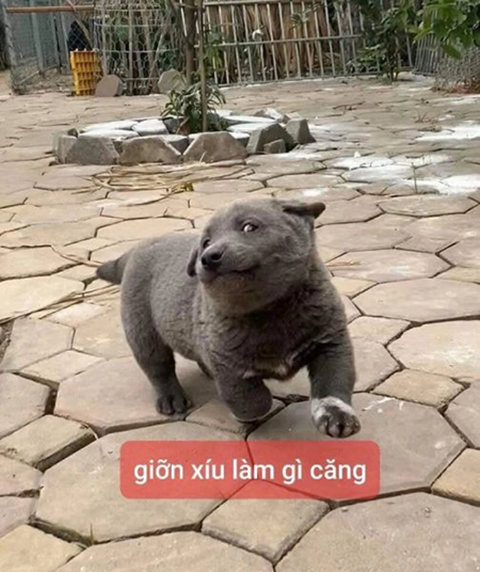Ảnh meme hài chó bá đạo