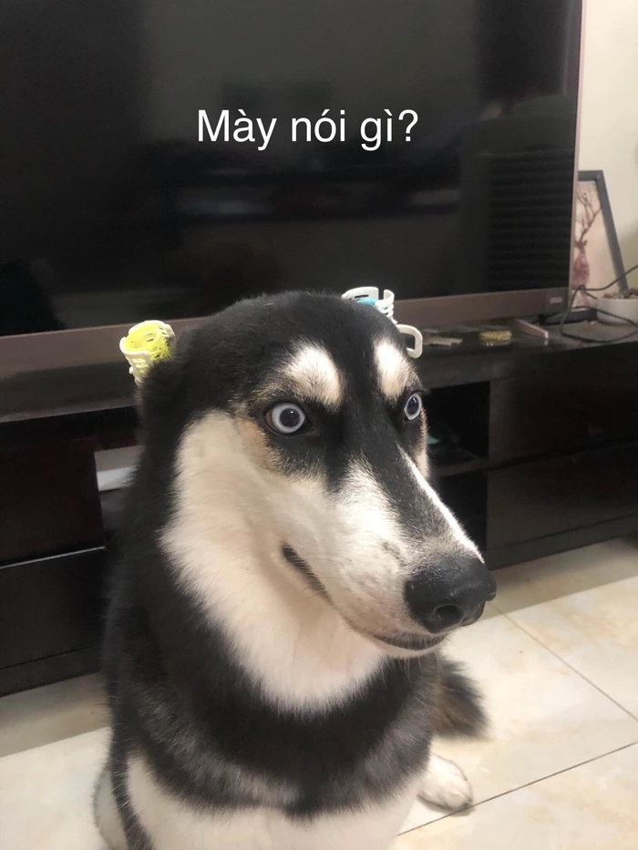 Ảnh meme hài chó ngáo
