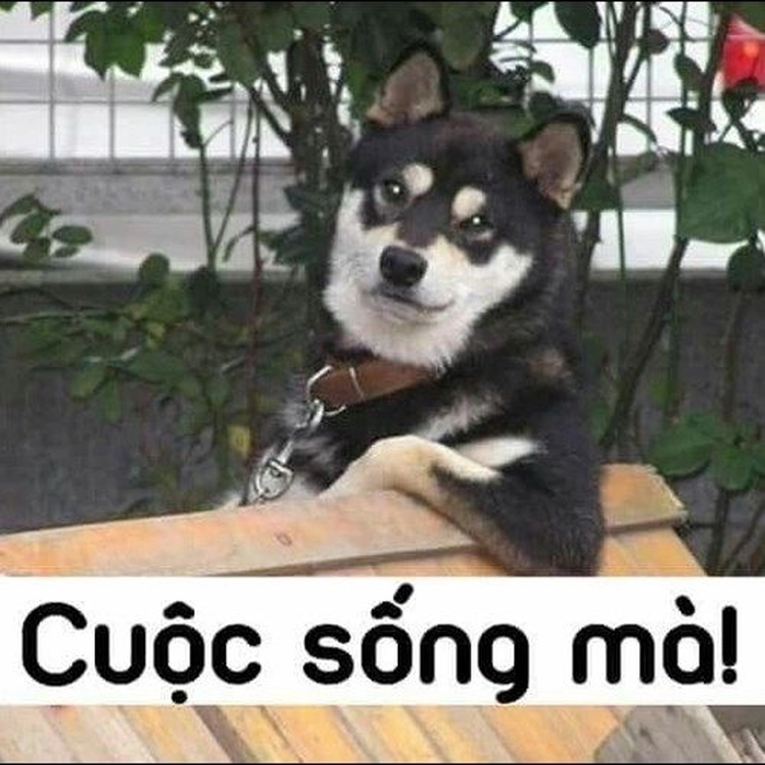 Ảnh meme hài con chó