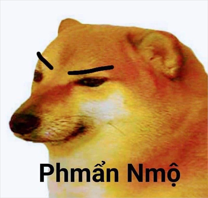 Ảnh meme hài hước chó phẫn nộ