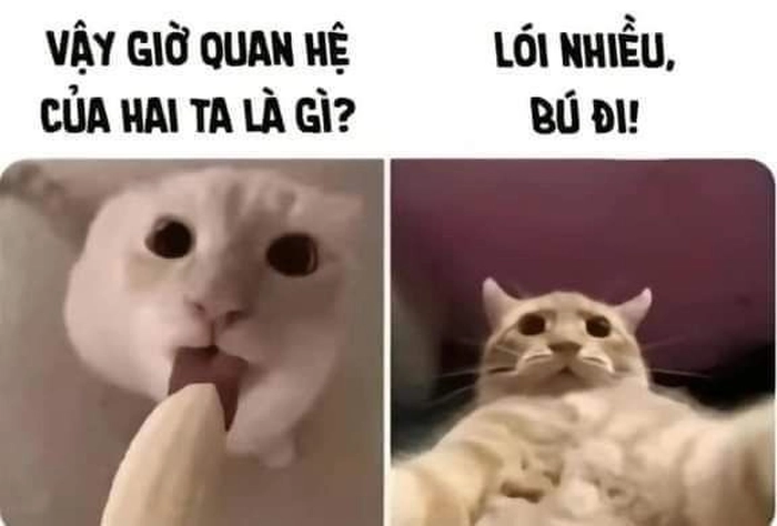 Ảnh meme mèo ăn chuối chế cực bựa