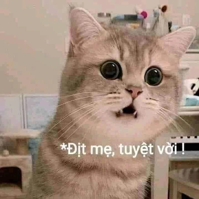Ảnh meme mèo bất ngờ đáng yêu