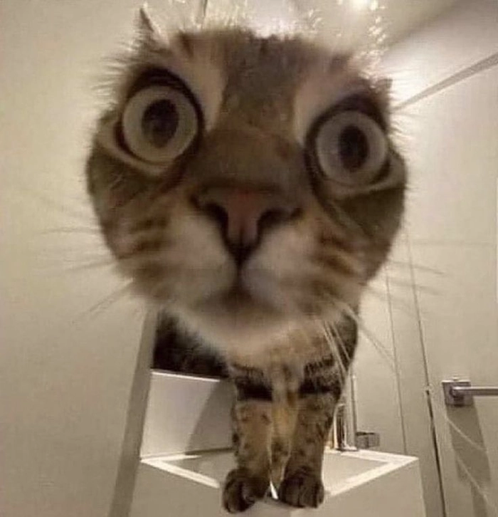 Ảnh meme mèo bất ngờ hài hước