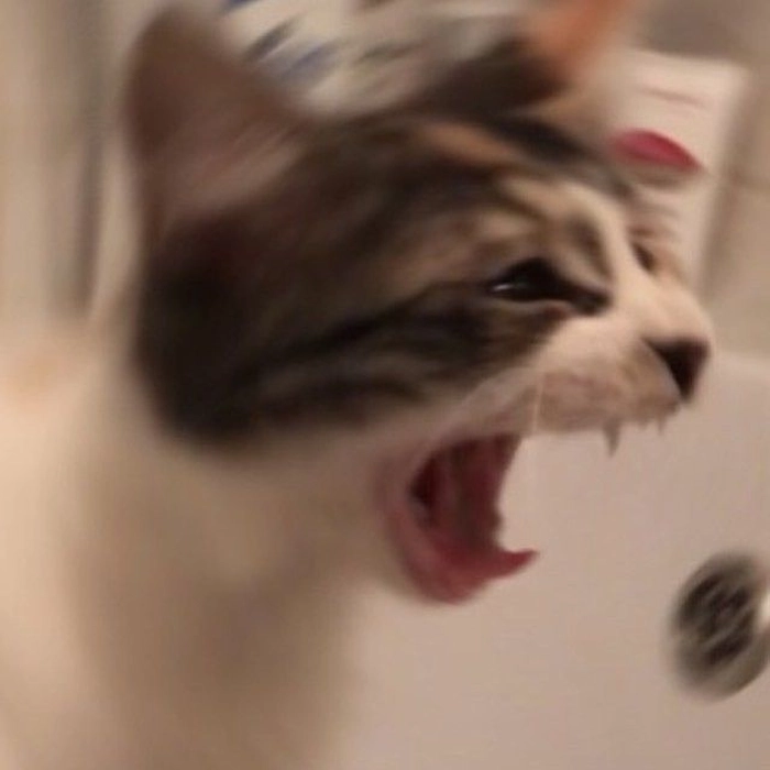 Ảnh meme mèo bất ngờ khi giật mình