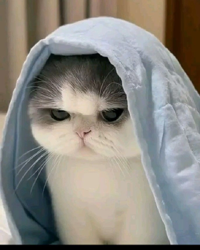 Ảnh meme mèo buồn cute