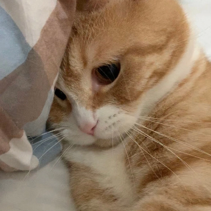 Ảnh meme mèo buồn ngồi gục đầu
