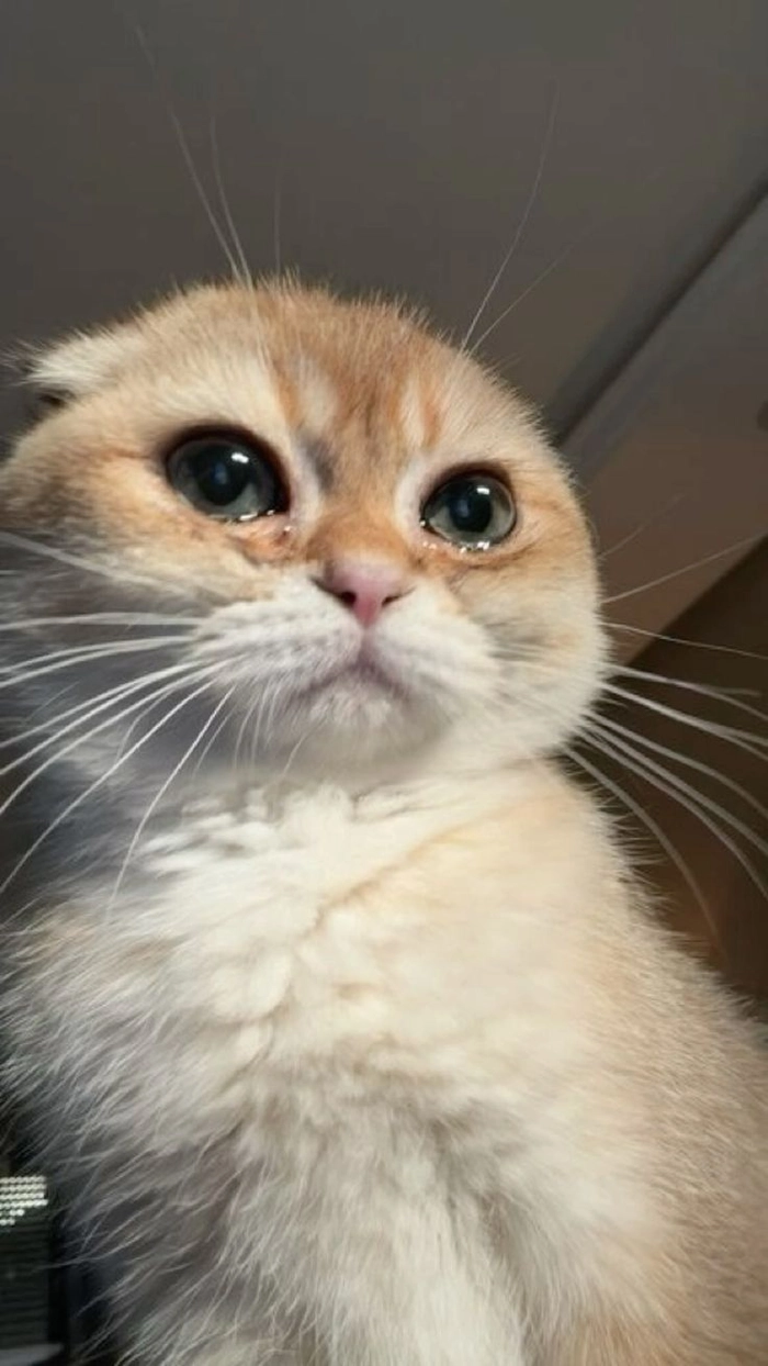 Ảnh meme mèo buồn nhìn mà cưng