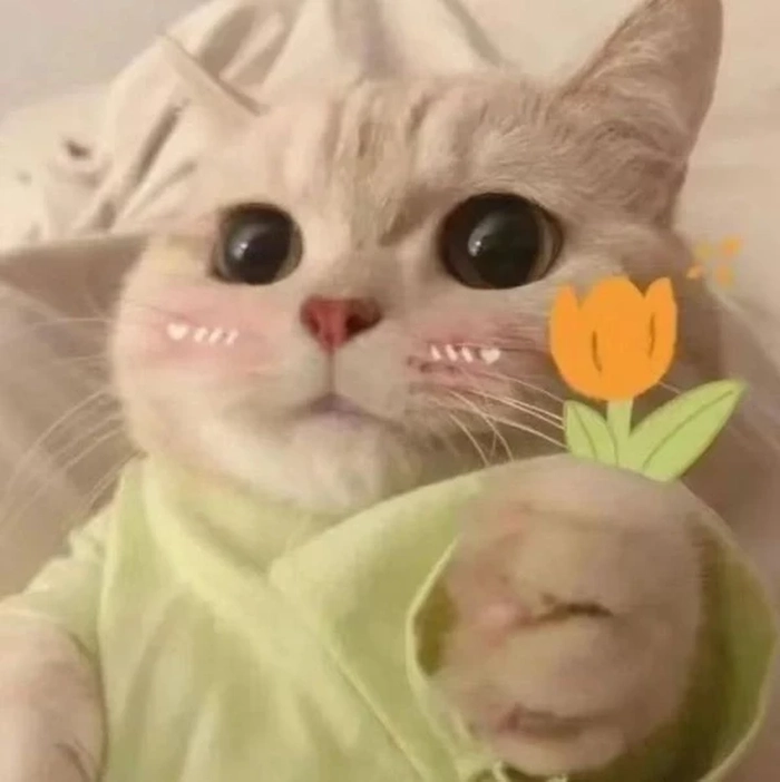 Ảnh meme mèo cầm hoa