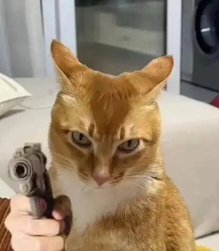 Ảnh meme mèo cầm súng hài hước